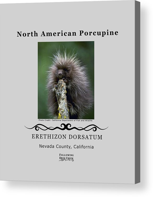 Porcupine Acrylic Print featuring the digital art North American Porcupine by Lisa Redfern