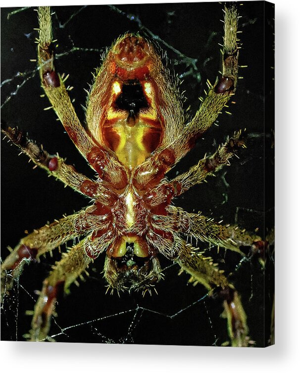 Spider Acrylic Print featuring the photograph Orb Weaver Spider by William Jobes
