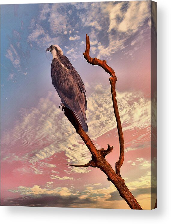 Osprey Acrylic Print featuring the photograph Osprey Tree branch by Buddy Scott