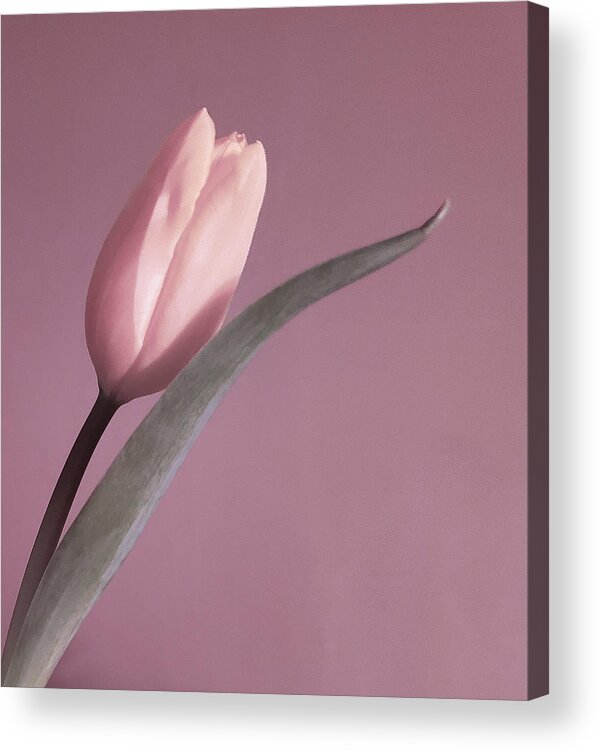 Art Acrylic Print featuring the photograph Pale Pink Tulip by Joan Han