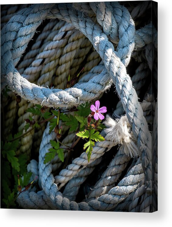 Maine Acrylic Print featuring the photograph Perseverance by Phil Marty