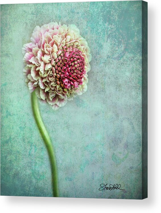 Flowers Acrylic Print featuring the photograph Pink Pincushion by Shara Abel