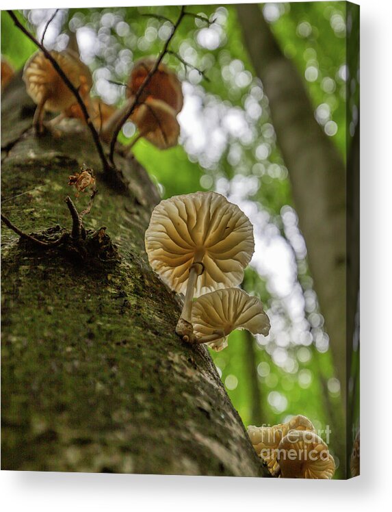 Porcelain Fungus Acrylic Print featuring the photograph Porcelain Fungus by Eva Lechner