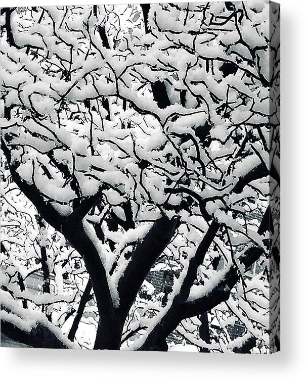 Snow Acrylic Print featuring the photograph Powder Soft by Kerry Obrist