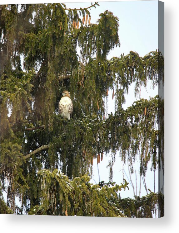 Red Shouldered Hawk Acrylic Print featuring the photograph Red Shouldered Hawk by Scott Burd