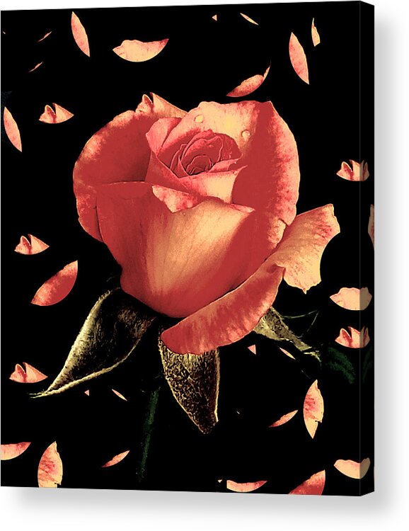 Rose Acrylic Print featuring the photograph Rose Petals by Dani McEvoy