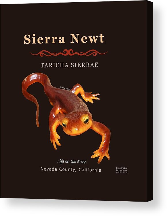 Sierra Newt Acrylic Print featuring the digital art Sierra Newt Taricha Sierrae by Lisa Redfern