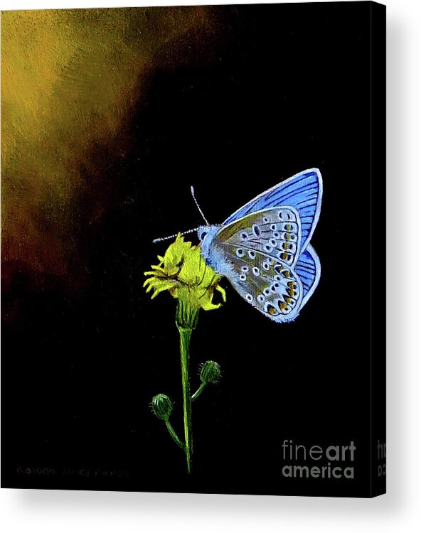Butterfly Acrylic Print featuring the painting Silver Studded Blue by Gordon Palmer
