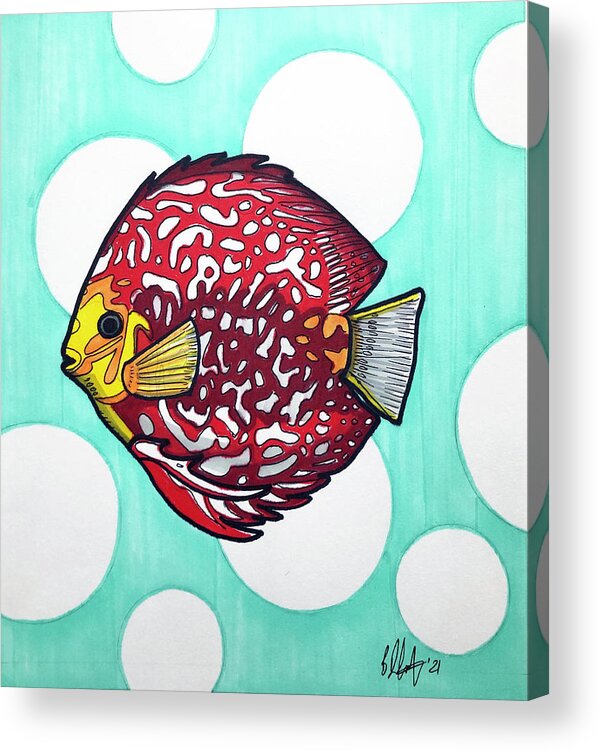 Discus Fish Acrylic Print featuring the drawing Stendker Discus Fish by Creative Spirit