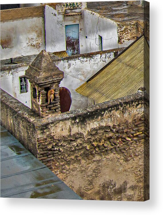 Morocco Acrylic Print featuring the photograph The Tannery Cat by Edward Shmunes
