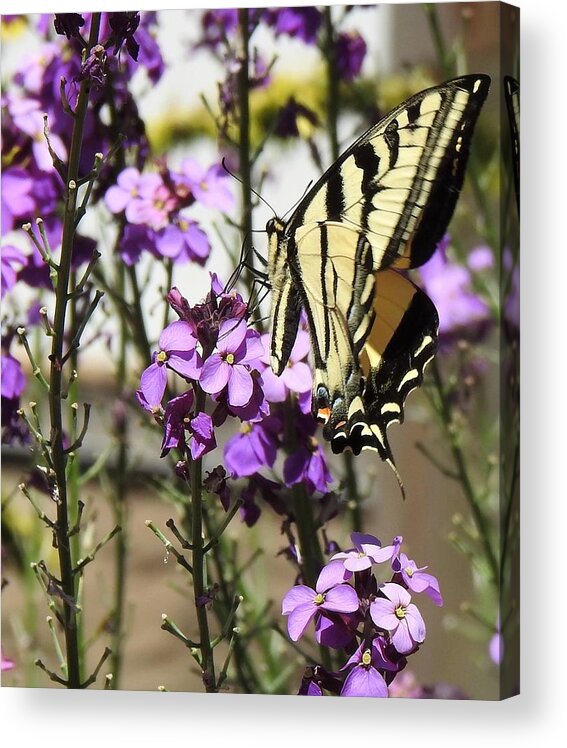 Tiger Swallowtail Butterfly Acrylic Print featuring the photograph Tiger Swallowtail by Sandra Peery