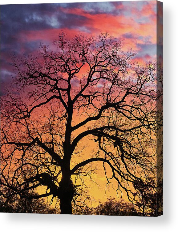 Bark Acrylic Print featuring the photograph Tree Sillouette at Sunset by Darryl Brooks
