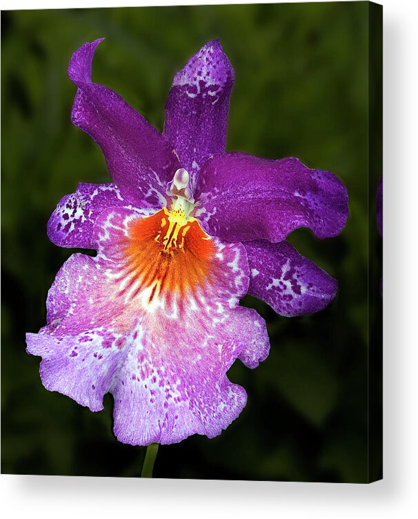 Orchid Acrylic Print featuring the photograph Vibrant Orchid Flower by Susan Candelario