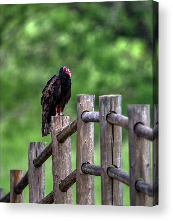 Wildlife Acrylic Print featuring the photograph Vulture on a Post by Paul Freidlund