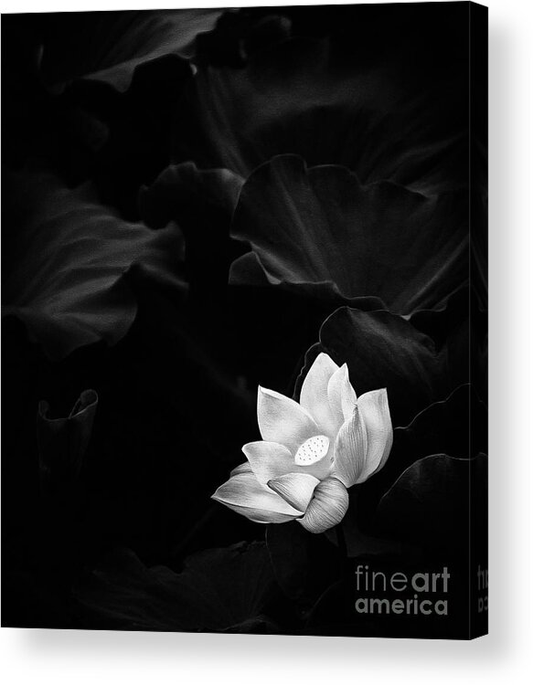 Illustration Acrylic Print featuring the drawing White Lotus illustration by Jacky Gerritsen