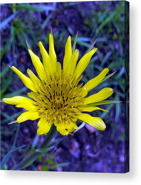 Yellow Goat's Beard Acrylic Print featuring the photograph Yellow Goat's Beard 2 by Jean Evans