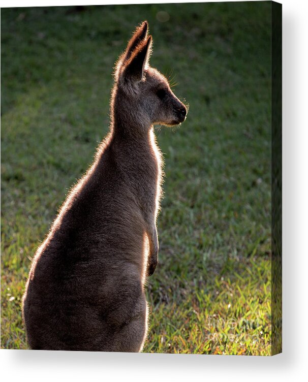 Backlit Eastern Grey Kangaroo Acrylic Print featuring the photograph Young eastern grey kangaroo backlit by Sheila Smart Fine Art Photography