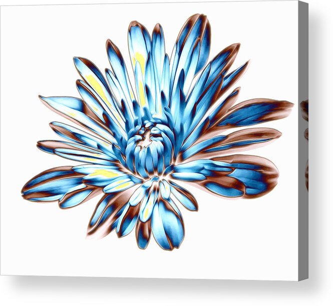 A Splash Of Petaled Blue Acrylic Print by Bill Tiepelman
