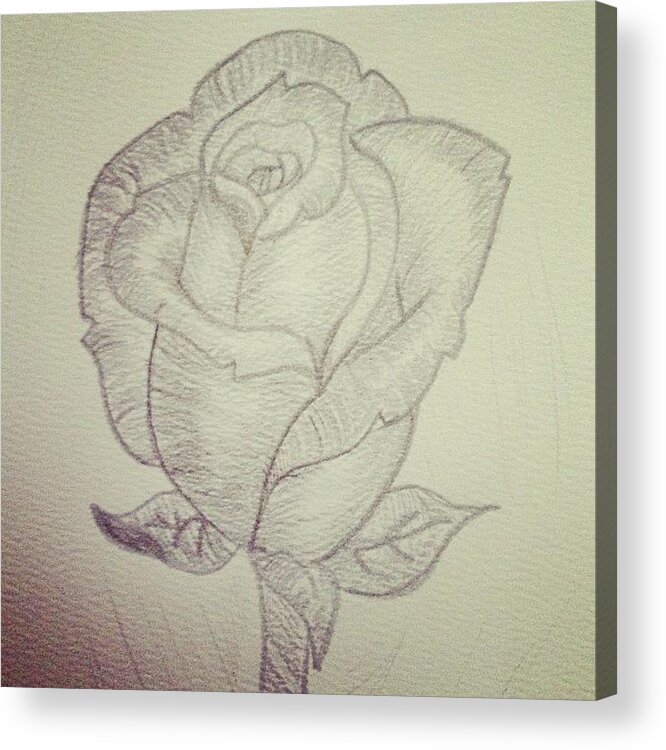 My Rose Rose Flower Pencil Drawing Acrylic Print By Emma Carpenter
