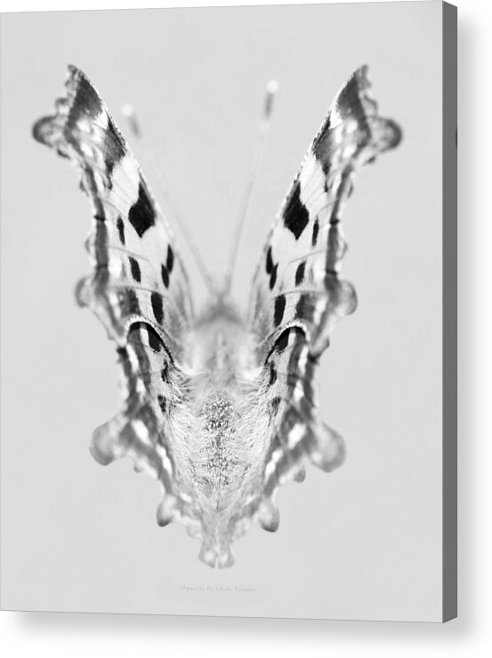Comma Butterfly Acrylic Print featuring the photograph Hypnotic by Steven Poulton