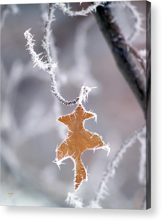 Winter Acrylic Print featuring the photograph Hanging On by Steve Ellison