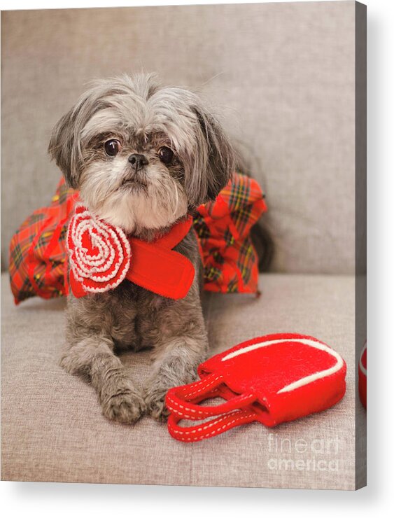 Dog Photography Acrylic Print featuring the photograph Scarlett and Red Purse by Irina ArchAngelSkaya