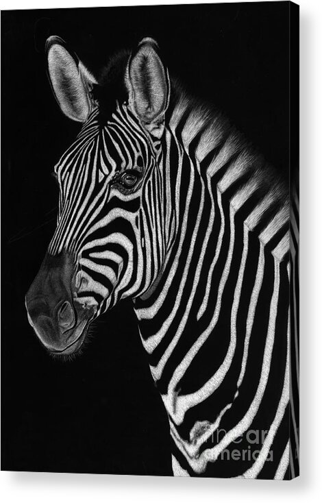 Zebra Acrylic Print featuring the drawing African Stallion by Sheryl Unwin
