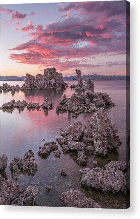Pink Acrylic Print featuring the photograph Listen for the Sound by Jon Glaser