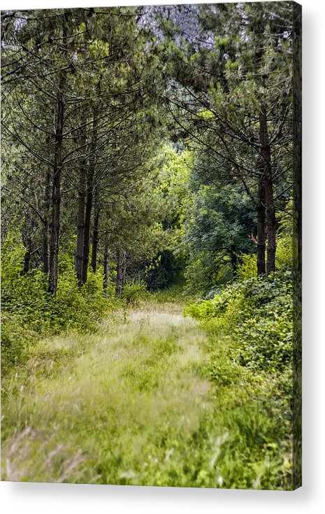 Green Acrylic Print featuring the photograph Overgrown Forest Path by Georgia Clare