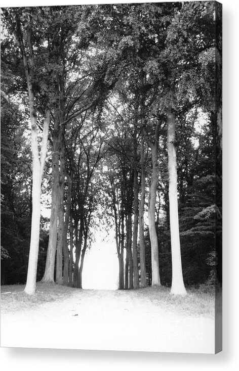 Trees Acrylic Print featuring the photograph Tunnel of Trees by Christine Jepsen