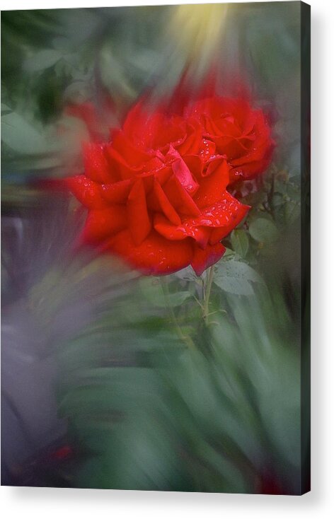 Rose Acrylic Print featuring the photograph Rose Aug 2016 by Richard Cummings