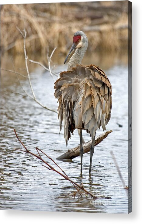 Sandhill Crane Acrylic Print featuring the photograph Sandhill Crane Preening by Jeannette Hunt