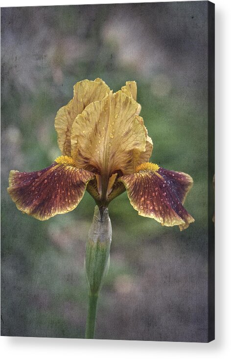 Iris Acrylic Print featuring the photograph Sunday Vintage iris No. 2 by Richard Cummings