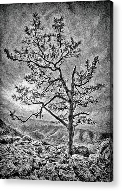 Blue Ridge Acrylic Print featuring the photograph Tree and Rocks in the Blue Ridge Near Sunset BW by Dan Carmichael