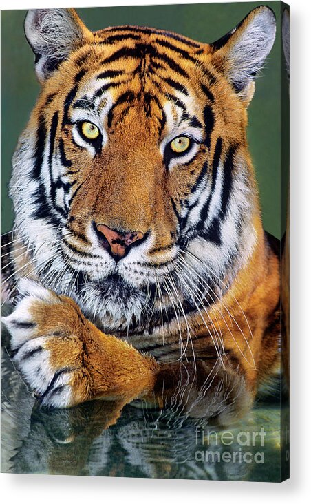 Bengal Tiger Acrylic Print featuring the photograph Bengal Tiger Portrait Endangered Species Wildlife Rescue by Dave Welling
