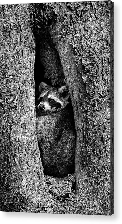 Raccoon Acrylic Print featuring the photograph Raccoon in Hollow 7385 by Dan Beauvais