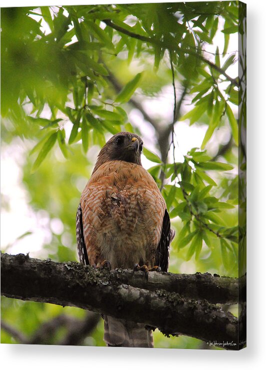 Red Shouldered Hawk Acrylic Print featuring the photograph Adult Red Shouldered Hawk #1 by Jai Johnson
