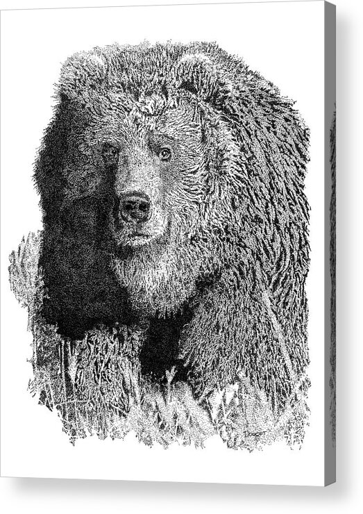 Pen Acrylic Print featuring the drawing Bear 1 #1 by David Doucot