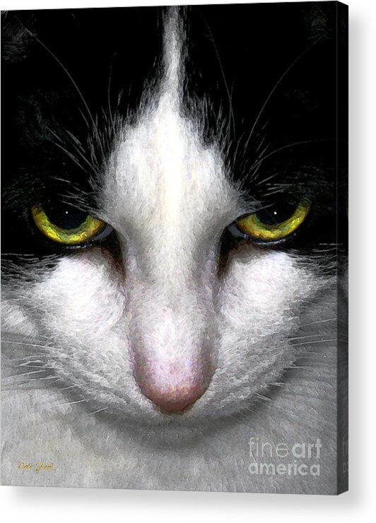 Cats Acrylic Print featuring the photograph Casey #2 by Dale  Ford