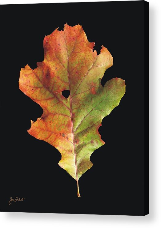 Autumn Acrylic Print featuring the photograph Autumn White Oak Leaf 3 by Joe Duket