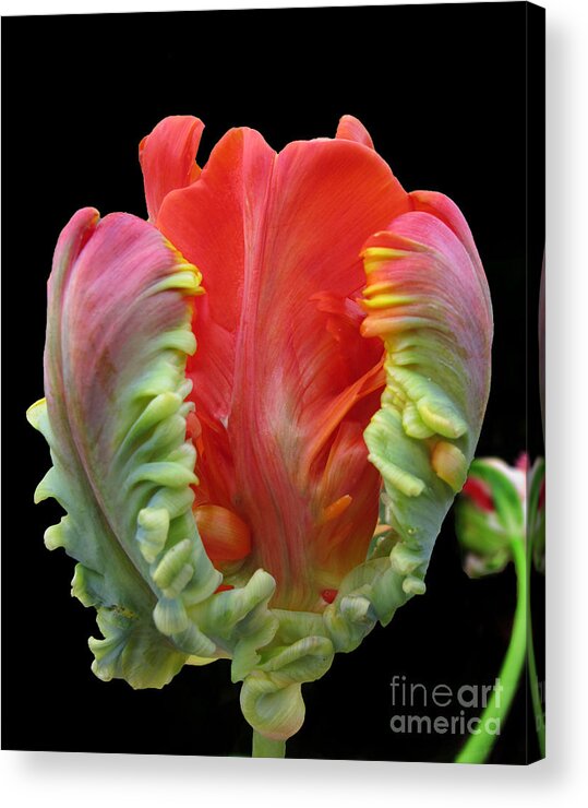 Tulip Acrylic Print featuring the photograph Elegant by Arlene Carmel