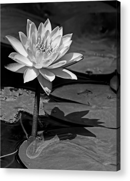 Beautiful Acrylic Print featuring the photograph Light and Shadow by Dawn Currie
