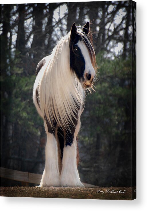 Horse Acrylic Print featuring the photograph Lioness Dahlia by Terry Kirkland Cook