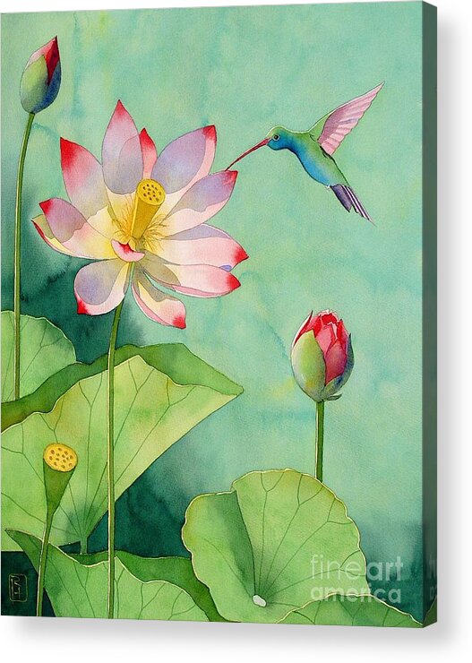 Watercolor Acrylic Print featuring the painting Lotus And Hummingbird by Robert Hooper