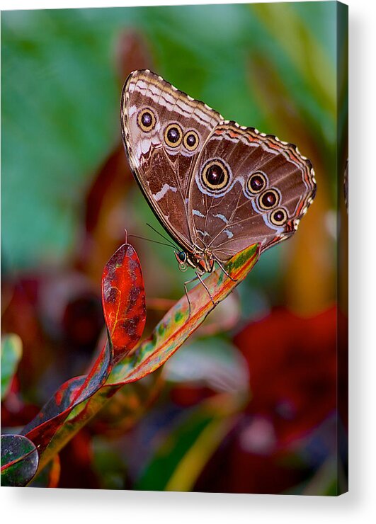 Basilica Acrylic Print featuring the photograph Owl butterfly by Pam DeCamp