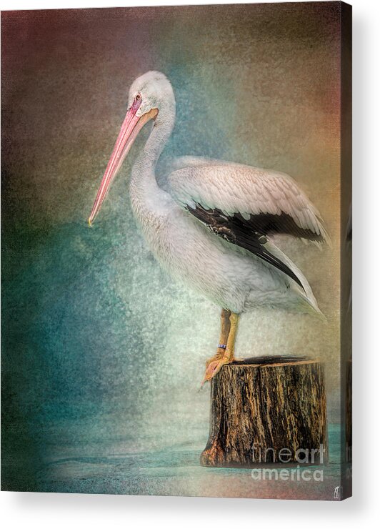 American White Pelican Acrylic Print featuring the photograph Perched Pelican by Jai Johnson