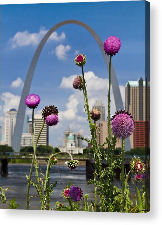 St. Louis Acrylic Print featuring the photograph Thistles and the arch by Garry McMichael