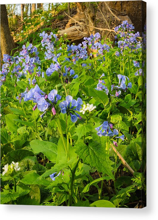 Bloom Acrylic Print featuring the photograph Virginia Bluebells by Thomas Pettengill