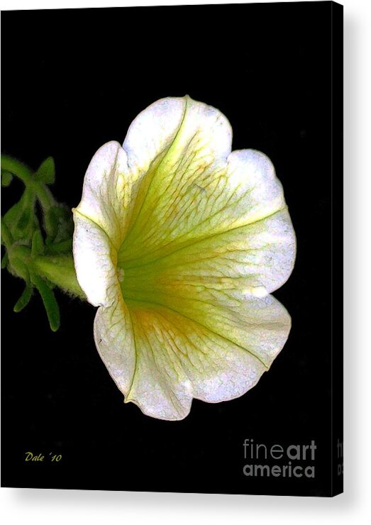 Flowers Acrylic Print featuring the digital art Petunia by Dale  Ford