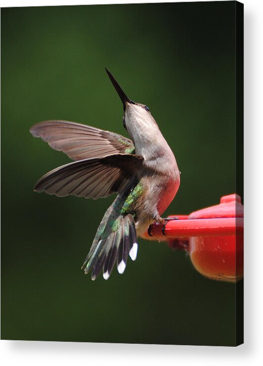 Avian Acrylic Print featuring the photograph Dance of the Hummingbird by Jai Johnson